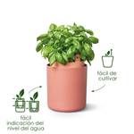 bouncy basil leaf green